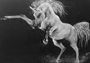 Canvas Acrylic Painting with a knife, Stallion demonstrating its power, Prancing - by Kader KLOUCHI Artiste Peintre Sculpteur